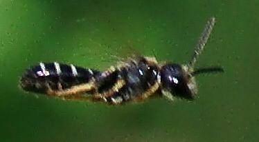 Halictinae